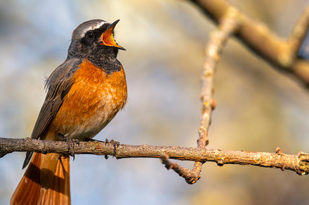 Male common redstart singing on a branch., an Animal Photo by CreativePhotoSpain