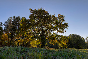 a beautiful oak with orange-green foliage during the autumn leaf fall in sunny, a Photo by rsoollAI