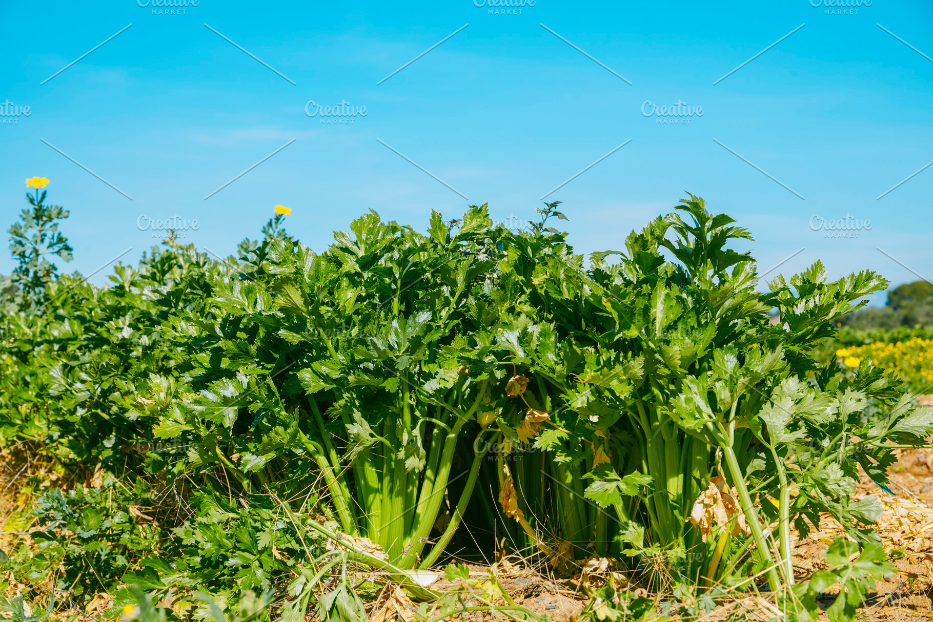 mature celery cultivated in open farmland, a Photo by Nito
