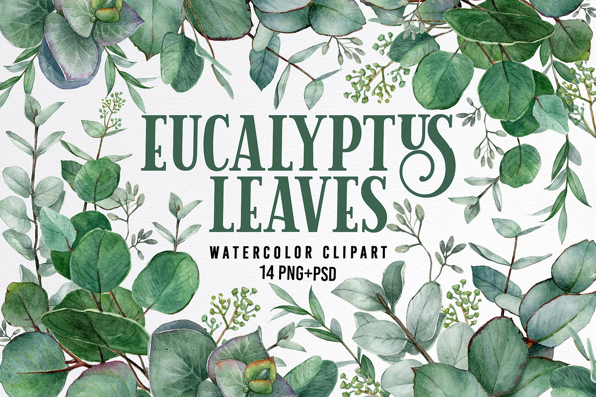 Watercolor eucalyptus leaves clipart, an Object Graphic by yana.fefelova (Photo 1 of 4)