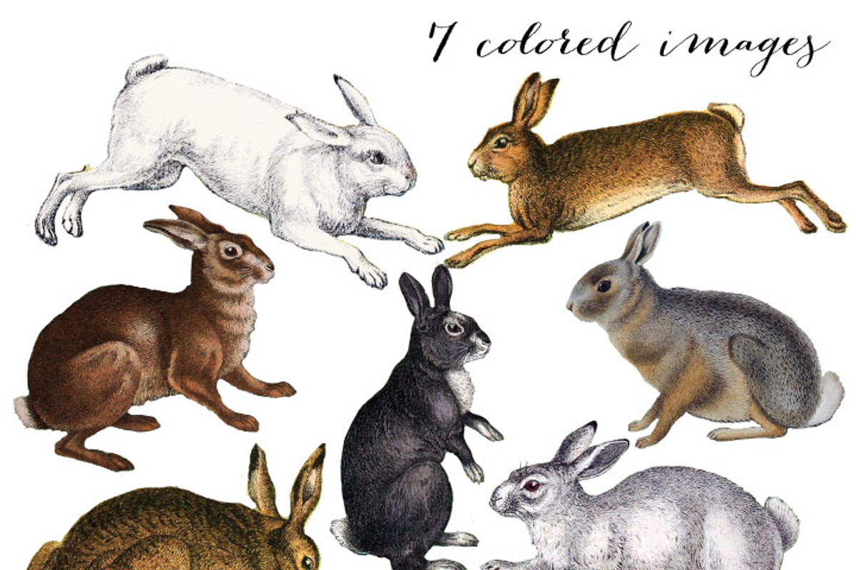 15 Vintage Rabbits Graphics, an Illustration by Verdigris Studios