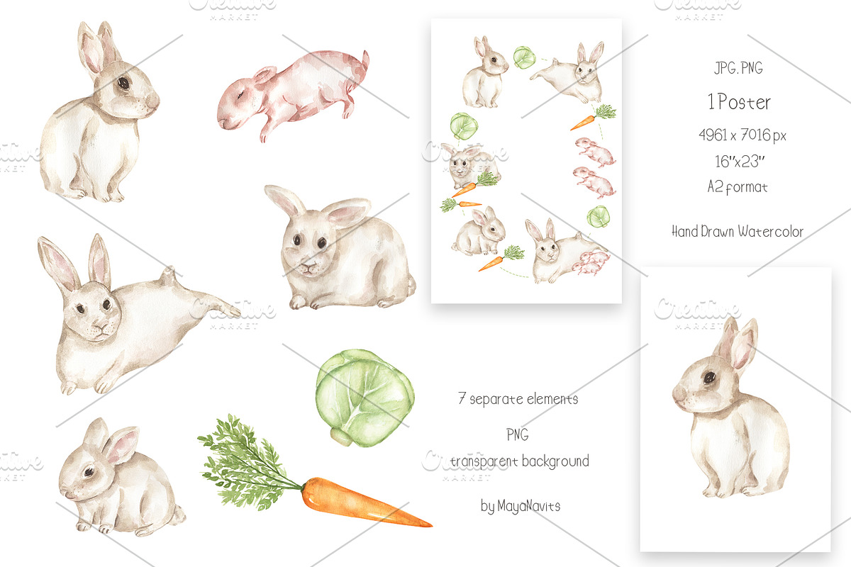 Watercolor Life Cycle Collection, an Education Illustration by MayaNavits (Photo 13 of 15)