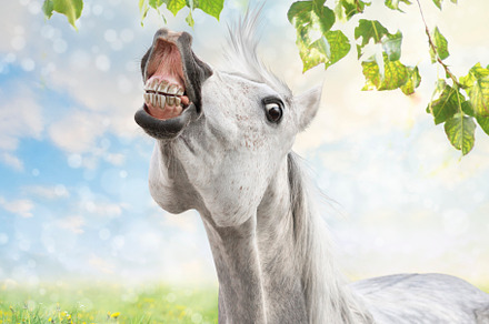 Happy horse with smile, an Animal Photo by VICUSCHKA