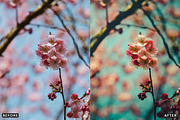 Ai Cherry Blossom Lightroom Presets, a Brushes & More by AAA Presets (Thumbnail 6 of 13)