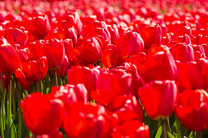 Solid carpet of red tulips in sunlight, spring floral texture ba, a Photo by Pictures for you!!!!!!!!!
