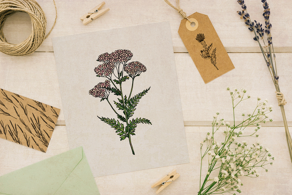 Healing Herbs * Botanical Bundle, a Healthcare Illustration by Ink Stories (Photo 7 of 13)
