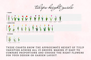 126 Tulip Varieties Flat Vectors, an Object Graphic by esylvia (Thumbnail 2 of 5)