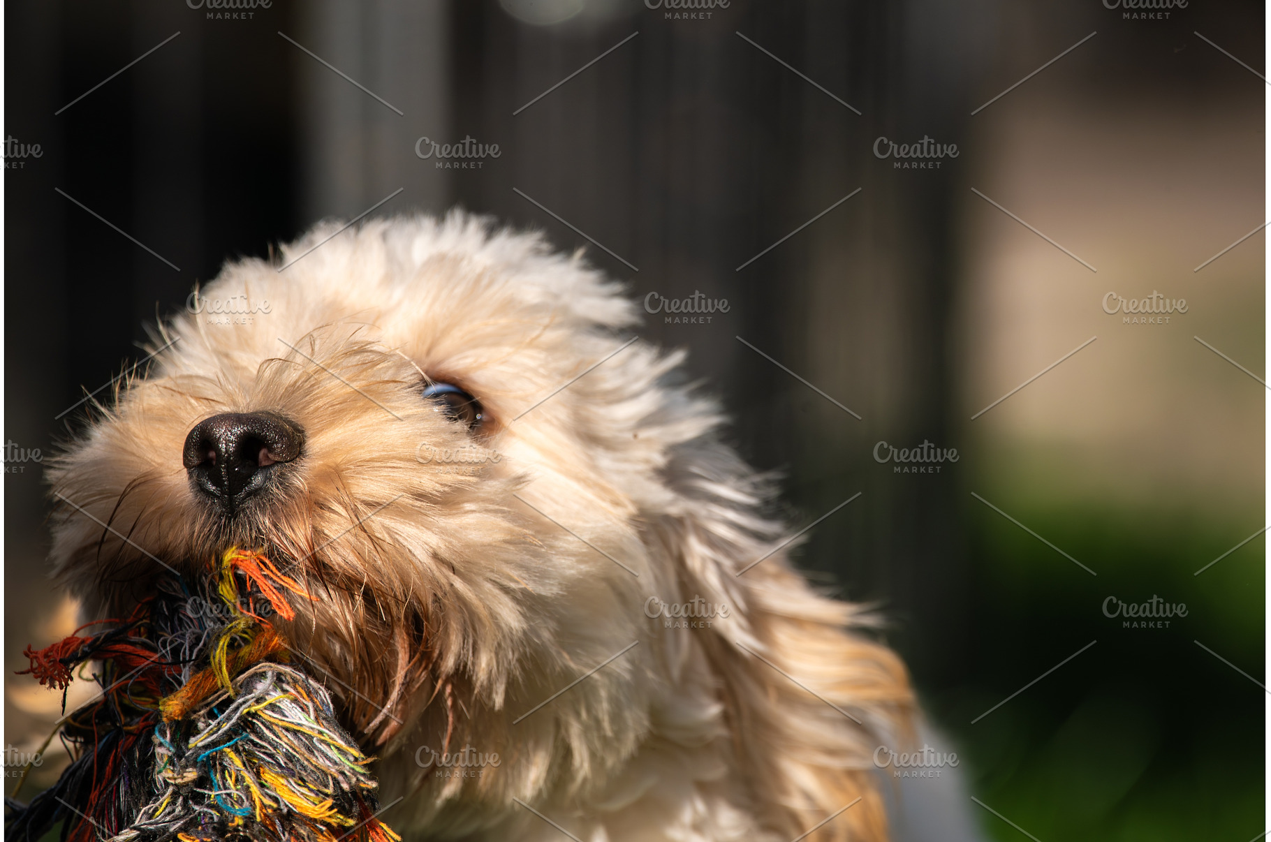 Maltipoo Puppy Looking Up with Toy, an Animal Photo by MadPhotos
