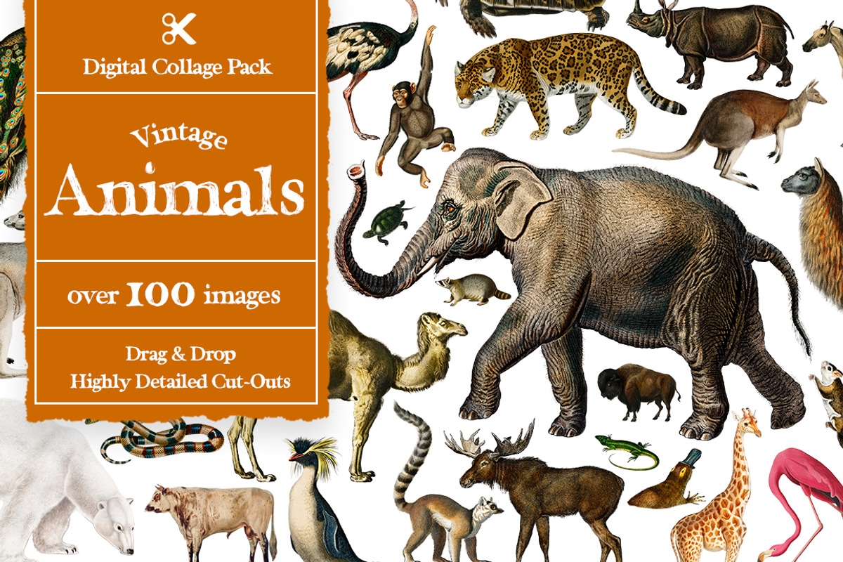Vintage Collage Creator 1000+ Images, an Object Graphic by Collage Supply Co (Photo 8 of 21)
