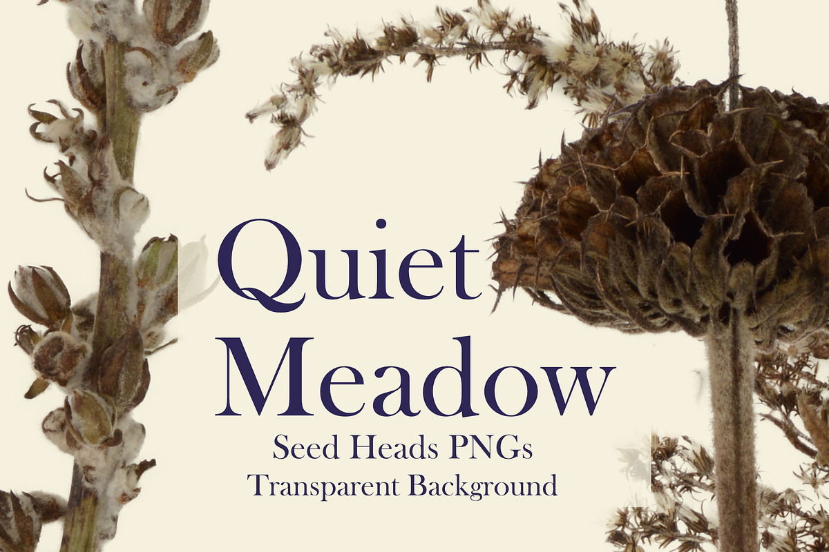 Quiet Meadow — Seed Heads PNGs, an Object Graphic by Aga Silva (Photo 3 of 4)