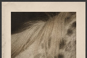 Windfall Organic Nature Backgrounds, a Background Graphic by alonahaidash (Thumbnail 6 of 14)