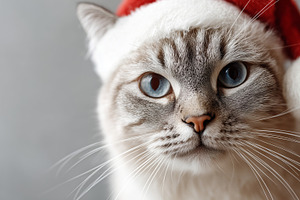 Cute cat with blue eyes red Santa, an Animal Photo by MistyDay