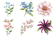 Watercolor Wildflower Clipart Bundle, a Seasonal Illustration by CitraGraphics (Thumbnail 5 of 10)