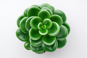 A white background features a, a Nature Photo by ZinetroN