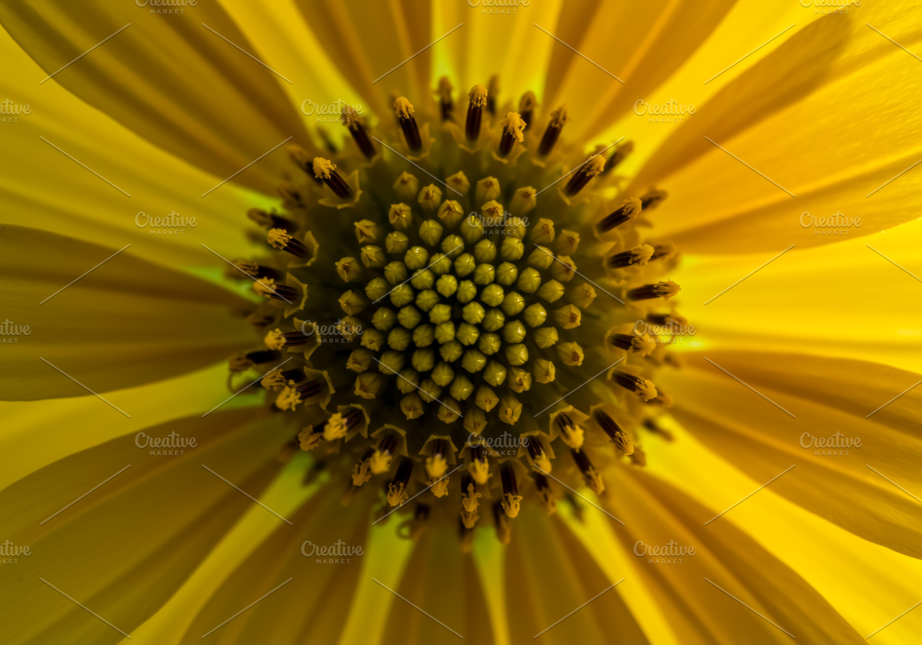 Macro close-up of a yellow flower wi, a Nature Photo by professorinc