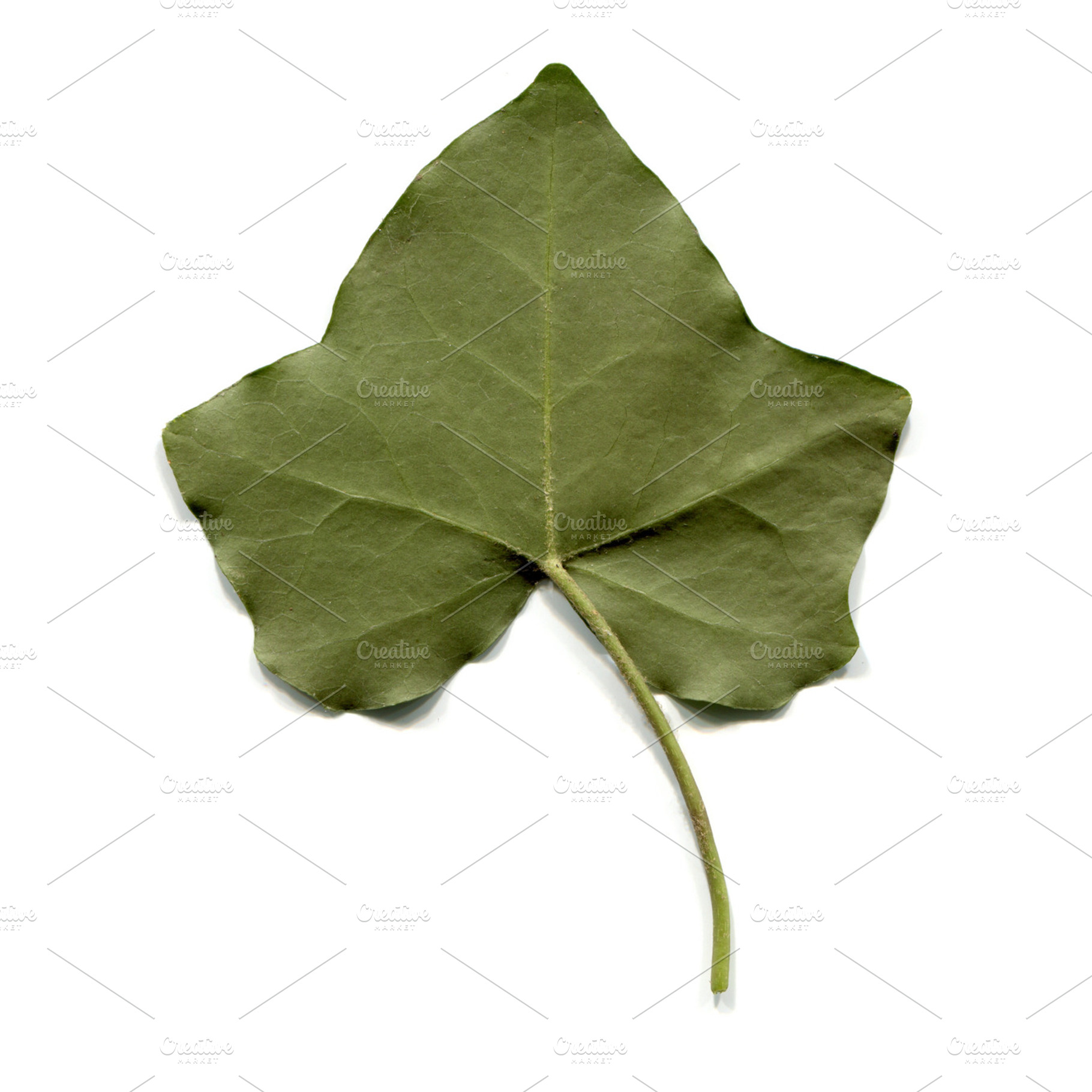 Ivy Leaf Stock Photo
