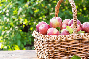 Apple harvest. Ripe red apples in the basket on the table., a Food & Drink Photo by Volff