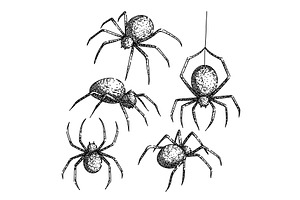 spider set sketch hand drawn vector, an Object Illustration by pikepicture