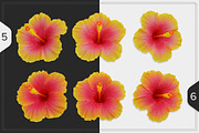 Hibiscus Flower isolated, an Object Graphic by pixelworkz (Thumbnail 4 of 4)