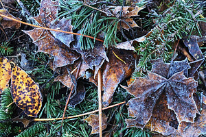 Frozen dry fallen maple leaves., a Background Photo by rorygez fresh