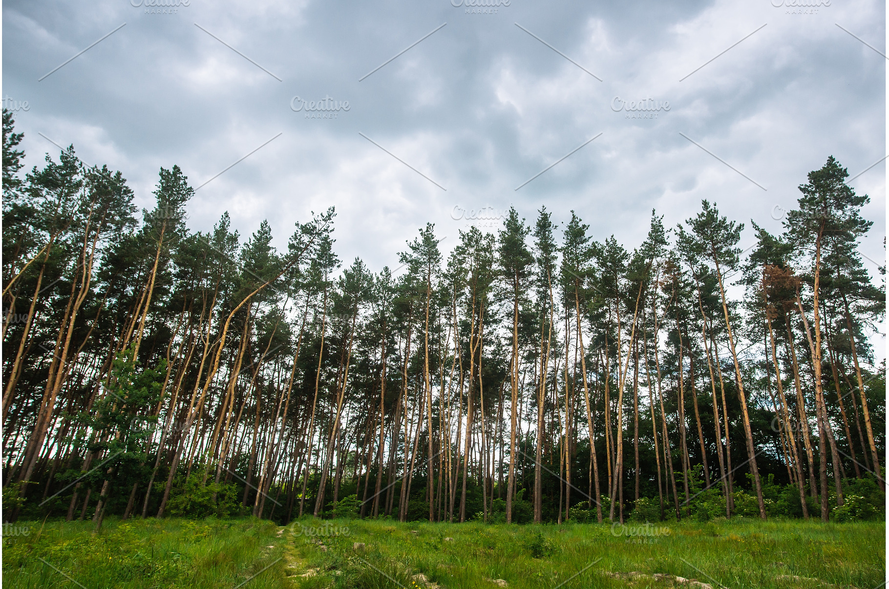 Tall pine trees forest landscape, a Nature Photo by Red Hot Chili Pepper Shop