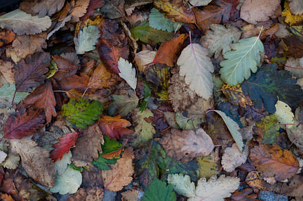 Dry Fern preview 6