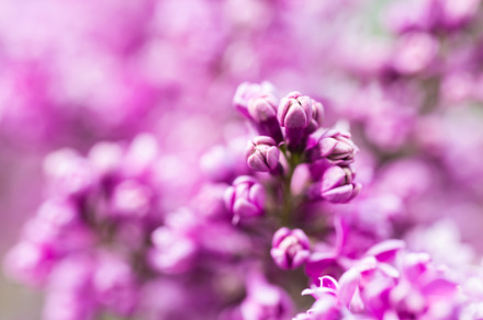Purple lilac flowers macro background, a Nature Photo by Vapi
