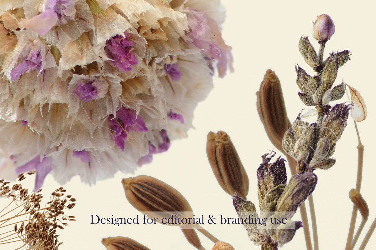 Airy Grassland — Umbels & Wild Forms, an Object Graphic by Aga Silva (Photo 12 of 14)