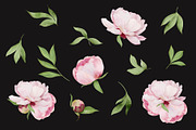 -30% Watercolor Peony Collection, an Object Illustration by bloomscape (Thumbnail 4 of 10)