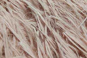 Macro shot of synthetic fibers with soft texture, an Abstract Photo by DanFLCreativo