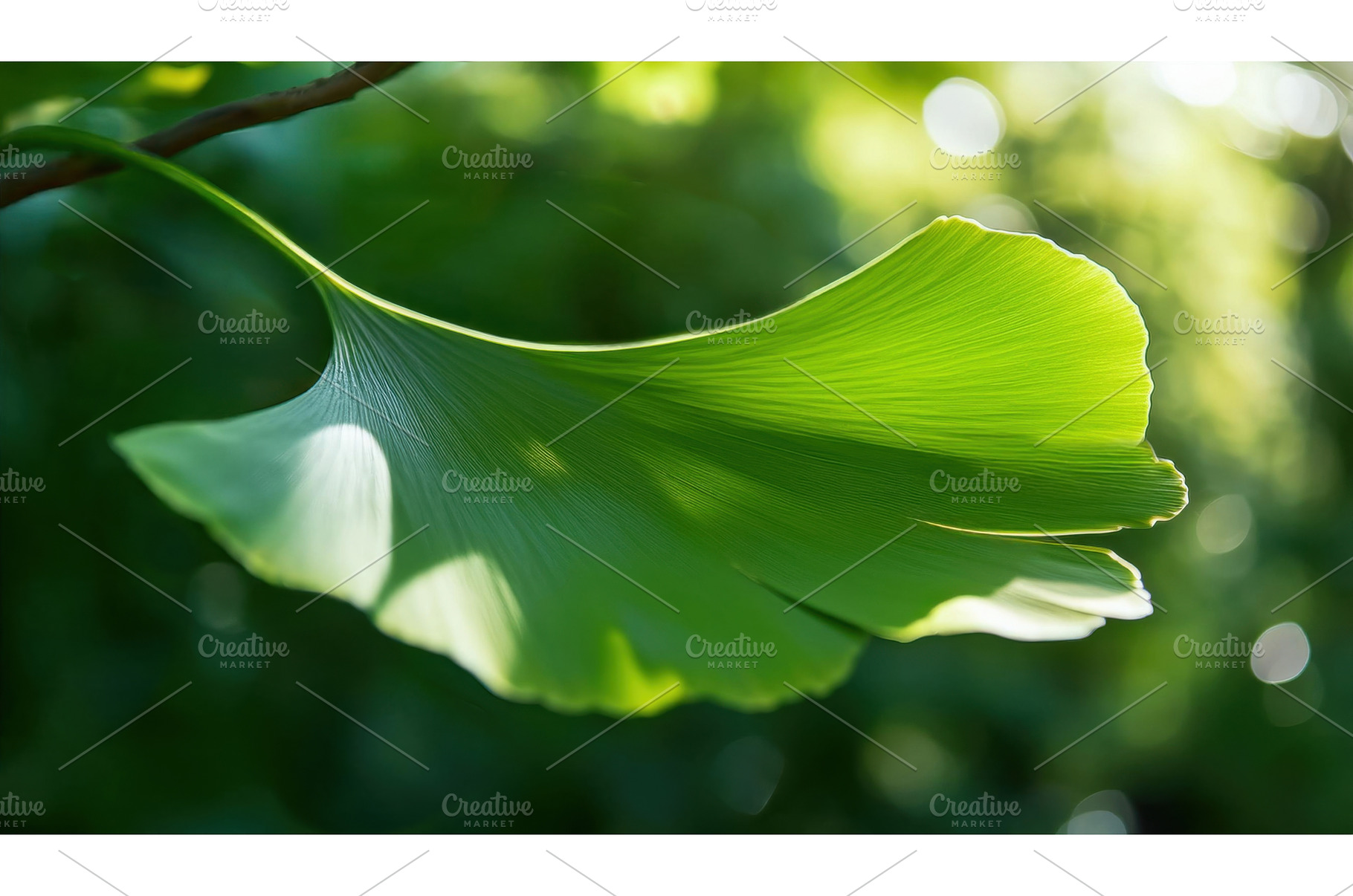 A fresh and detailed ginkgo leaf in, a Nature Photo by Igor Tichonow