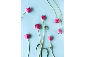 Pink tulip flowers with long stems, a Photo by tilialucida