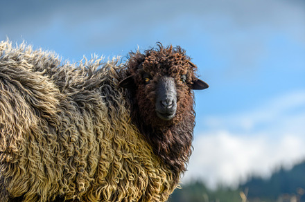 Mountain sheep grazing on pasture in autumn, an Animal Photo by Byrdyak