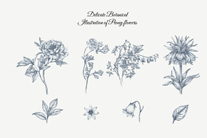 23 Collection - Peony Flowers