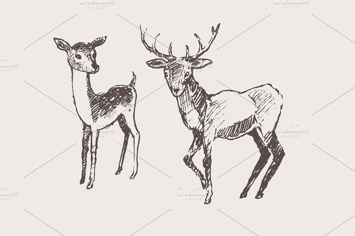 Hand drawn collection of deer, an Animal Illustration by TheMountBirdStudio (Photo 5 of 6)