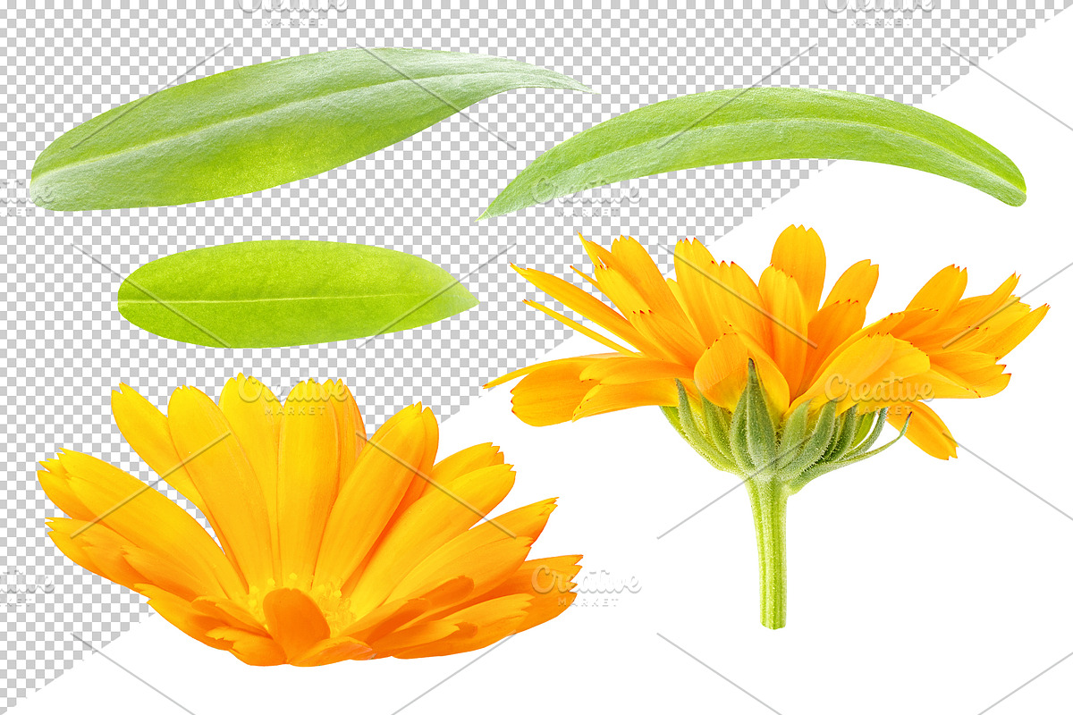 Calendula (marigold) flowers, an Object Graphic by Fruits+Veggies (Photo 4 of 4)