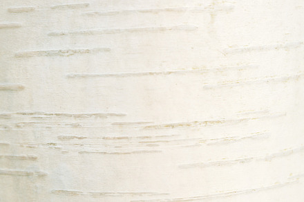 White birch bark background. Natural, a Nature Photo by Kate Molchanova