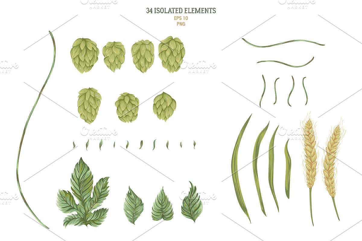 Hop branches. Vector collection, a Decorative Illustration by kateja (Photo 3 of 4)