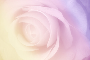Sweet rose stock photo containing abstract and aroma