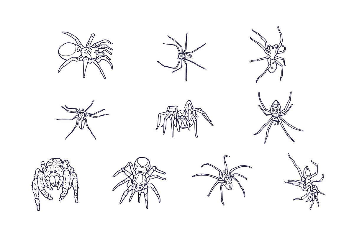 Breeds Spider Handdrawn Vol 2, an Animal Illustration by SLAB! Design (Photo 3 of 3)