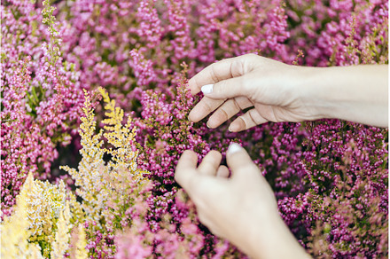 Flowers and Human Hands Closeup