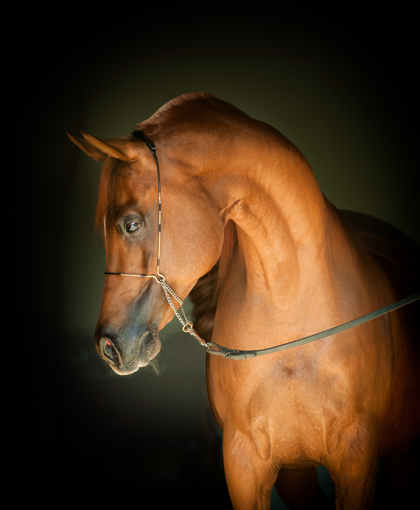 Chestnut arab horse featuring horse, arabian, and stallion, an Animal ...