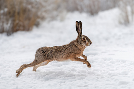 Hare running in the winter field, an Animal Photo by Byrdyak