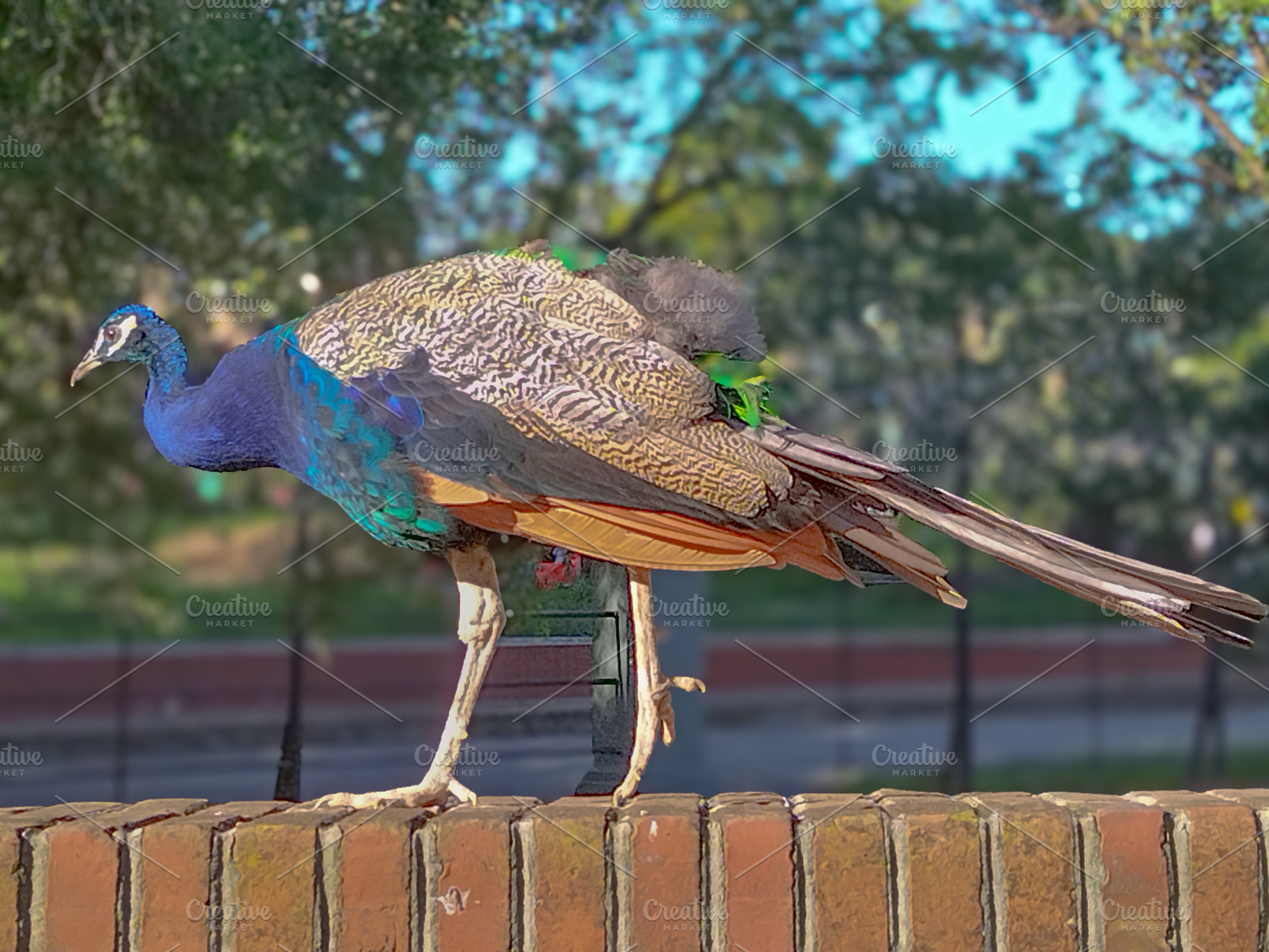Peacock on low wall in garden setting, an Animal Photo by DanFLCreativo