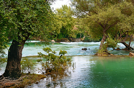 tree on the bank, a Nature Photo by Serg64