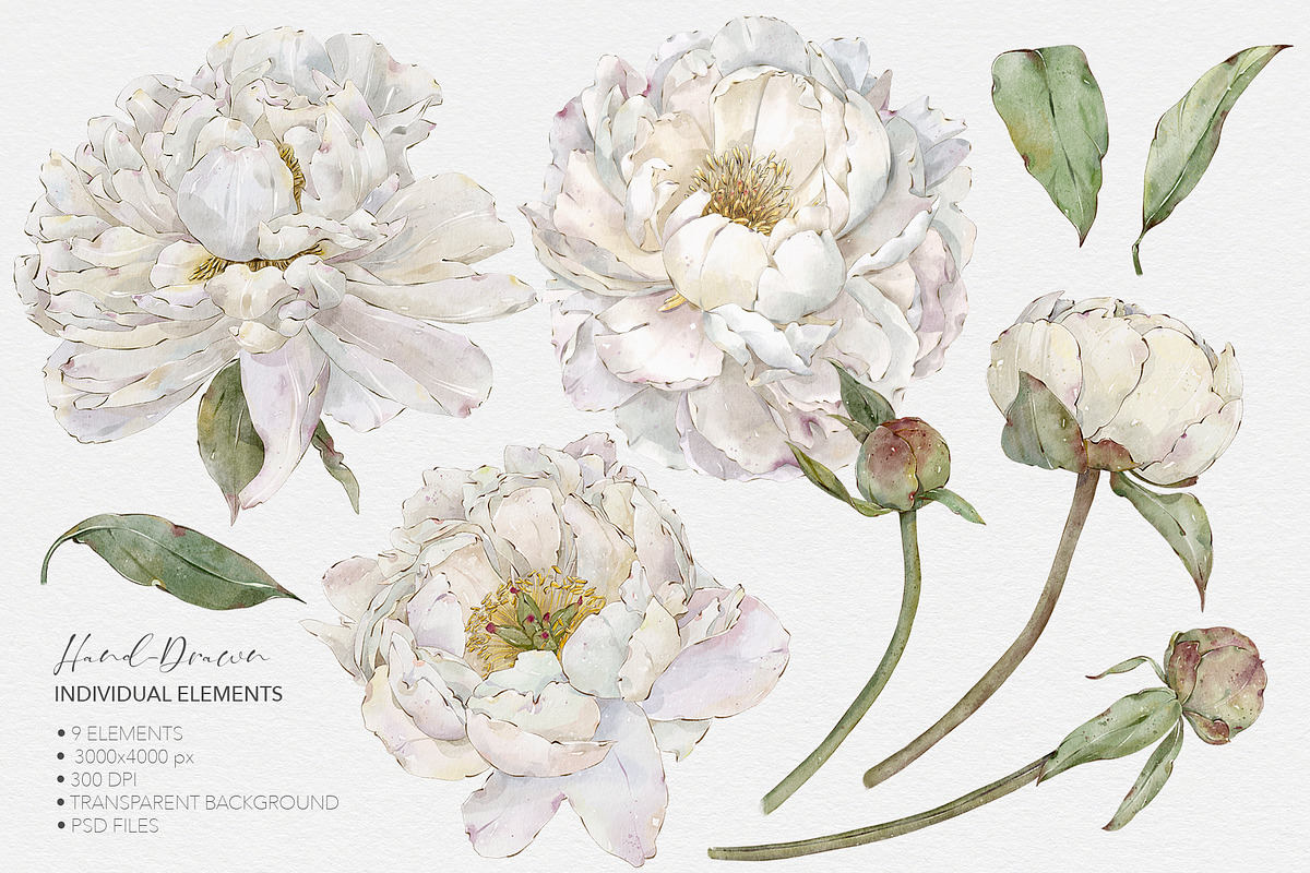 White Peonies Watercolor Collection, a Pattern Graphic by Alisa Fimen Design (Photo 13 of 13)