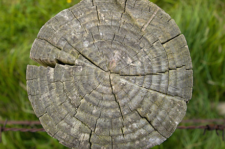 Conifer Cone On The Road preview 6