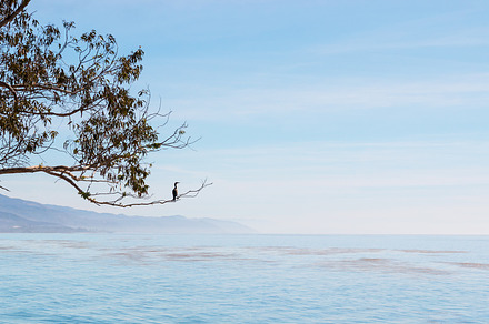 Cormorant Seascape, a Nature Photo by David Schrader