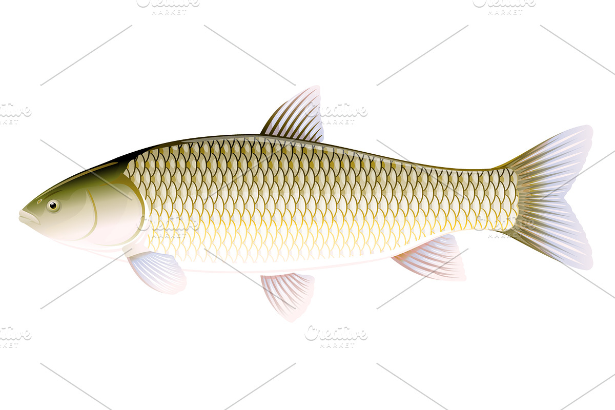 Grass carp, an Animal Illustration by Oceloti