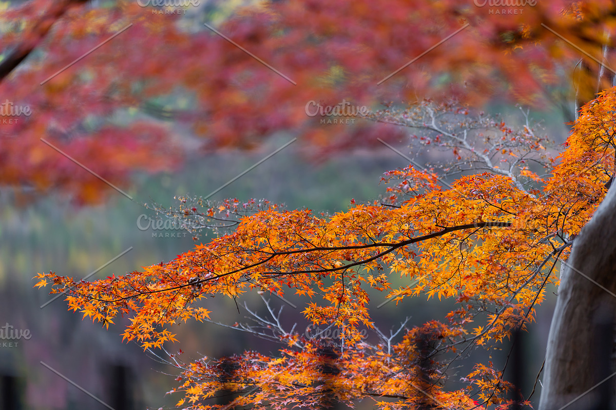 Autumn Landscape Photo Bundle Japan, a Nature Photo by Silent Nature (Photo 5 of 6)